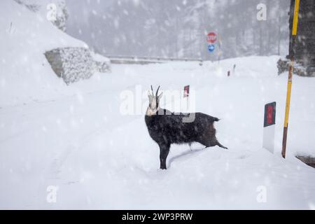 Chamois alpin (Rupicapra rupicapra) route de croisement mâle dans la neige profonde dans le parc national du Gran Paradiso en hiver, Vallée d'Aoste, Italie Banque D'Images