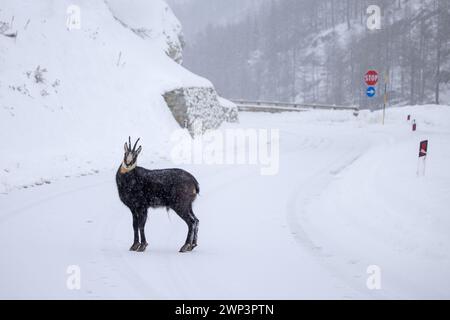 Chamois alpin (Rupicapra rupicapra) route de croisement mâle dans la neige profonde dans le parc national du Gran Paradiso en hiver, Vallée d'Aoste, Italie Banque D'Images