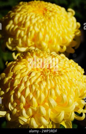 Grande tête jaune de fleur de chrysanthème japonais Banque D'Images