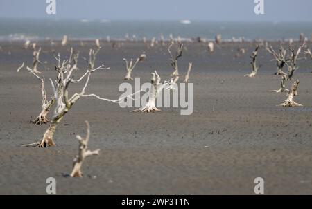 Arbres morts sur l’île de Sonadia, Cox’s Bazar, Bangladesh. Banque D'Images