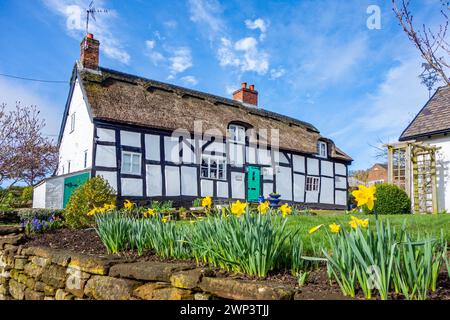 Maison de campagne pittoresque à colombages noir et blanc idyllique dans le village rural du Cheshire Eaton by Tarporley Daffodils Banque D'Images