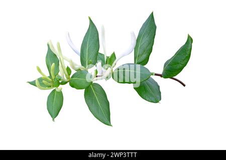 Branche fleurie de chèvrefeuille ou Lonicera japonica isolée sur blanc. Bouquet de boutons floraux Lonicera parfumés blancs. Banque D'Images