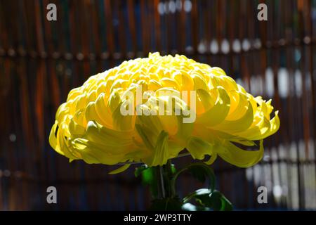 Grande tête jaune de fleur de chrysanthème japonais Banque D'Images