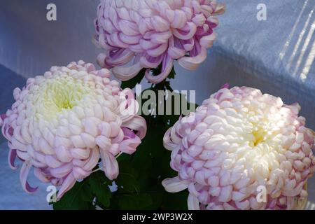 Grande tête rose de fleur de chrysanthème japonais Banque D'Images