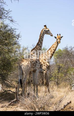 Deux grandes girafes donnent à des arbres de Bush normaux l'apparence d'un petit Kruger NP Afrique du Sud Banque D'Images