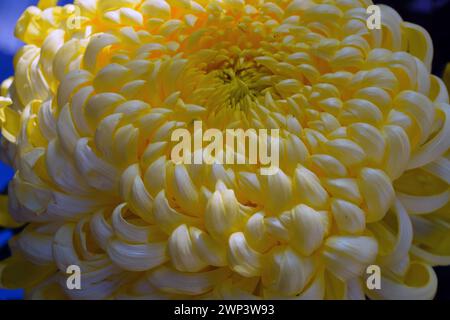 Grande tête jaune de fleur de chrysanthème japonais Banque D'Images