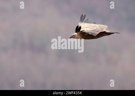 Le vautour griffon (Gyps fulvus), Parc naturel régional Sirente Velino, Abruzzes, Italie. Banque D'Images