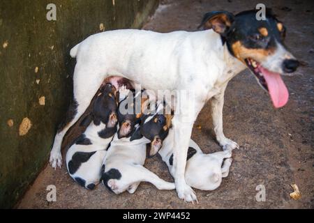 Un chien Bodeguero allaite attentivement ses trois petits sur un trottoir. Banque D'Images