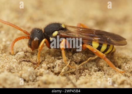 Gros plan détaillé sur une abeille nomade peinte par coucou solitaire femelle, Nomada fucata, debout sur le sable Banque D'Images