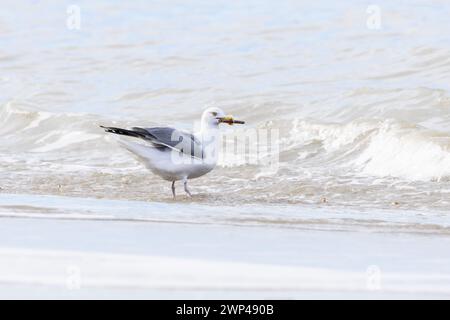 Gros plan d'un goéland argenté marchant, Larus argentatus, avec une coquille de rasoir dans son bec le long des vagues de la mer du Nord à IJmuiderslag contre un flou Banque D'Images