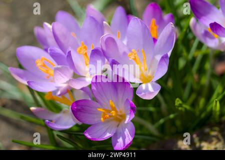 un groupe de belles fleurs de crocus violet foncé d'en haut Banque D'Images