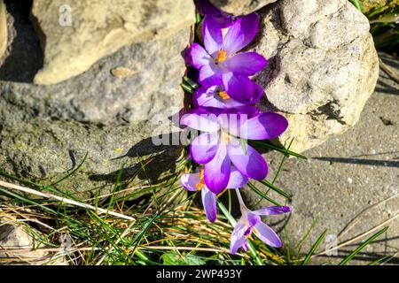 Trois crocusses violettes entre quelques pierres au soleil Banque D'Images