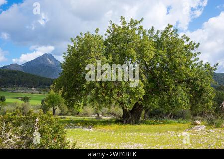 Chêne houx (Quercus ilex) ou chêne vert, arbre de croissance très vieux et solitaire sur un pâturage aride avec un sol pierreux de calcaire et de fleurs en fleurs, affodill Banque D'Images