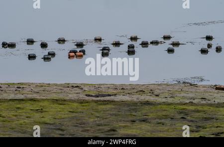 Flotteurs noirs et rouges attachés à un filet de pêche flottant à la surface de l'eau avec le rivage au premier plan à Namhae, Corée du Sud Banque D'Images