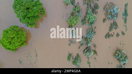 Vue aérienne d'une rivière inondée avec la cime des arbres au-dessus de l'eau boueuse, en Corée du Sud Banque D'Images