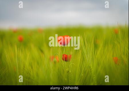 Coquelicot rouge au premier plan avec un champ flou de seigle vert en arrière-plan, coquelicot, papave Banque D'Images