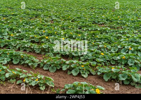 Une tache de citrouille avec des feuilles vertes et des fleurs jaunes sur un sol sombre Banque D'Images