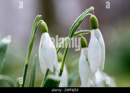 Gros plan de gouttes de neige recouvertes de rosée symbolisant la fraîcheur du printemps, en Allemagne Banque D'Images