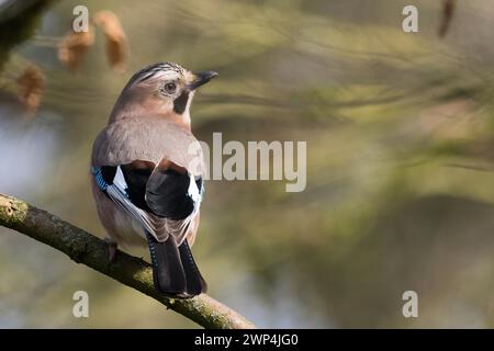 Un jay (Garrulus glandarius) au plumage bleu-noir reposant sur une branche, Hesse, Allemagne Banque D'Images