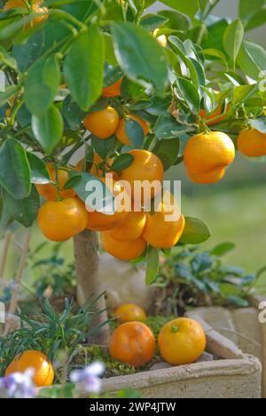 Calamondine (x Citrofortunella microcarpa), Berlin, 81 Banque D'Images