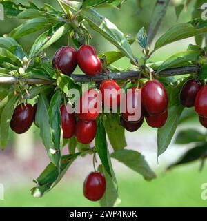 Cornus mas 'Kasanlaker', Marquardt, Allemagne Banque D'Images