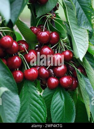 Prunus avium 'Sunburst' Banque D'Images