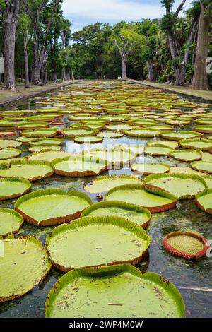 Énormes feuilles de nénuphar Victoria Amazonica qui peuvent atteindre deux mètres de diamètre flottant sur l'étang dans Sir Seewoosagur Ramgoolam Botanical Garden Pa Banque D'Images