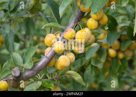 Prune Mirabelle (Prunus domestica 'Nancymirabelle'), Bundessortenamt Pruefstelle Marquardt, Marquardt, 81 Banque D'Images