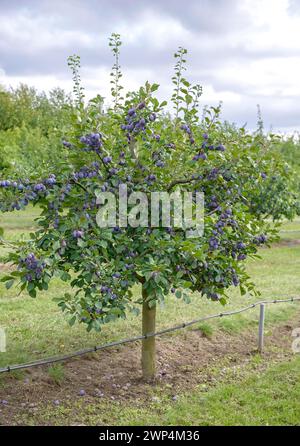 Prunes (Prunus domestica 'Topper'), Bundessortenamt, centre d'essais de Marquardt, Marquardt, Brandebourg, Allemagne Banque D'Images