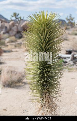 Photographie verticale d'une plante de yucca contre des rochers et des arbres de Joshua Banque D'Images