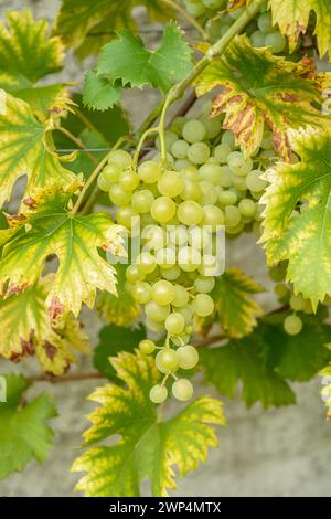 Vigne (Vitis 'Fanny'), Office d'État de Saxe pour l'environnement, l'agriculture et la géologie, Pillnitz, Saxe, Allemagne Banque D'Images