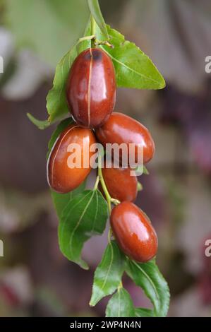 Date chinoise (Ziziphus jujuba 'Meimizao') Banque D'Images