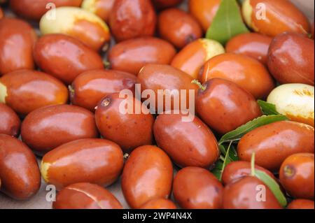 Date chinoise (Ziziphus jujuba 'Meimizao') Banque D'Images