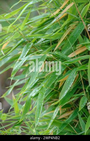 Parapluie bambou de Muriel (Fargesia murieliae 'Jumbo'), Rhodo 2014, Laussnitz, Saxe, Allemagne Banque D'Images