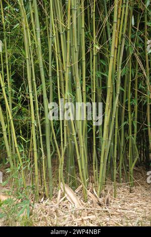 Bambou plat dénoyauté jaune (Phyllostachys aureosulcata), Rhodo 2014, 81 Banque D'Images