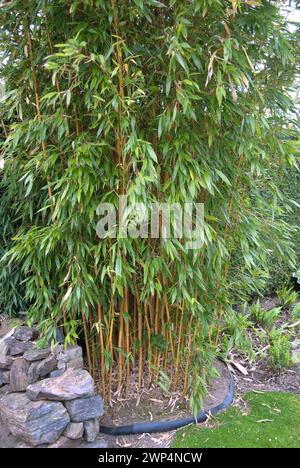 Bamboo (Phyllostachys aureosulcata 'Aureocaulis'), Rhodo 2014, Appeltern, 81 Banque D'Images