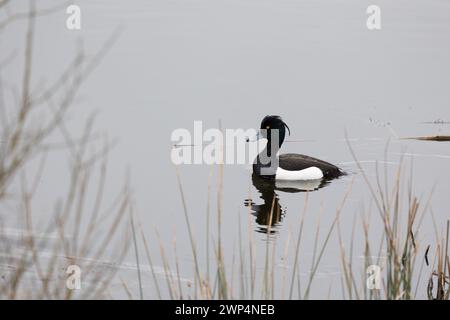 Canard touffeté mâle unique (Aythya fuligula) sur l'eau, Yorkshire, Royaume-Uni au printemps Banque D'Images