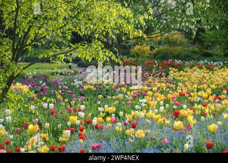 Lit de tulipes à Hermannshof à Weinheim, Kentucky bois jaune (Cladrastis kentukea), tulipes (Tulipa), Hermannshof, Bade-Wuerttemberg, Allemagne Banque D'Images