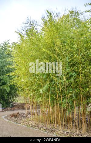 Bambou plat dénoyauté jaune (Phyllostachys aureosulcata fo. Spectabilis), Rhodo 2014, Hambourg, Hambourg, Allemagne Banque D'Images