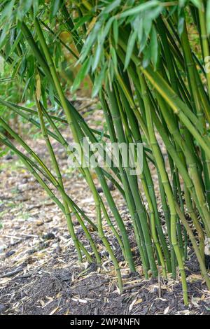 Bambou plat dénoyauté jaune (Phyllostachys aureosulcata), Rhodo 2014, Romsey, Angleterre, Grande-Bretagne Banque D'Images