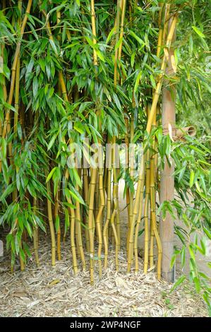 Bambou plat dénoyauté jaune (Phyllostachys aureosulcata fo. Spectabilis), Rhodo 2014, 81 Banque D'Images