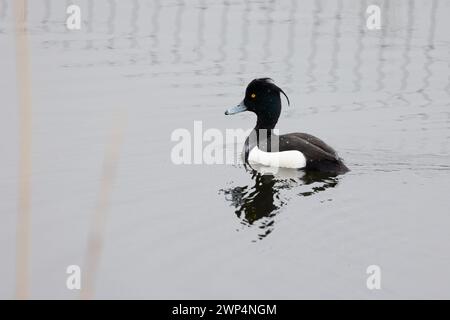 Canard touffeté mâle unique (Aythya fuligula) sur l'eau, Yorkshire, Royaume-Uni au printemps Banque D'Images