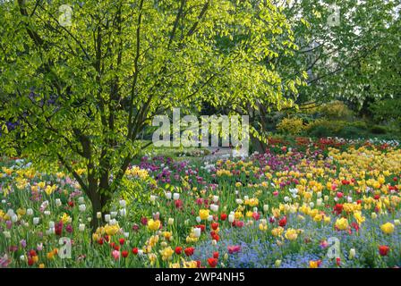 Lit de tulipes à Hermannshof à Weinheim, Kentucky bois jaune (Cladrastis kentukea), tulipes (Tulipa), Hermannshof, Bade-Wuerttemberg, Allemagne Banque D'Images