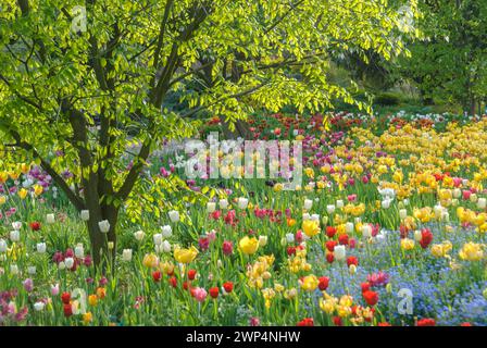 Lit de tulipes à Hermannshof à Weinheim, Kentucky bois jaune (Cladrastis kentukea), tulipes (Tulipa), Hermannshof, Bade-Wuerttemberg, Allemagne Banque D'Images