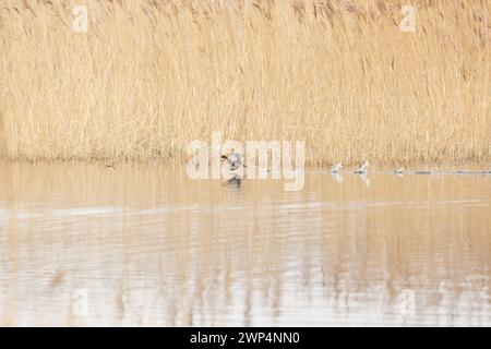 Un peu de Grebe (Tachybaptus ruficollis) coule à travers l'eau à un habitat de roseaux, l'eau éclaboussure derrière. Yorkshire, Royaume-Uni au printemps Banque D'Images