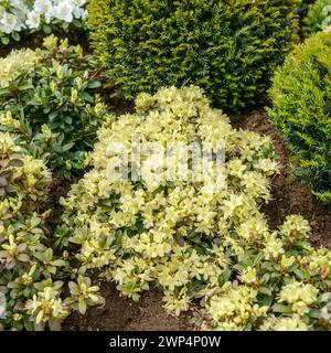 Rhododendron de Keisuke (Rhododendron 'Princess Anne'), Rhodo 2014, Bad Zwischenahn, basse-Saxe, Allemagne Banque D'Images