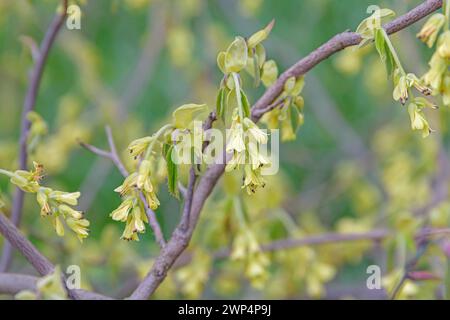 Noisette d'hiver (Corylopsis spicata), Anchers Havecenter, Halle, Saxe-Anhalt, Allemagne Banque D'Images