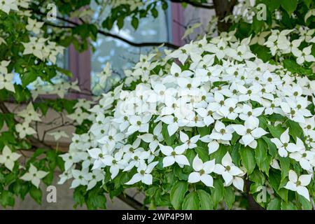 Cornouiller à fleurs chinoises (Cornus kousa 'China Girl'), Anchers Havecenter, Pirna, Saxe, Allemagne Banque D'Images