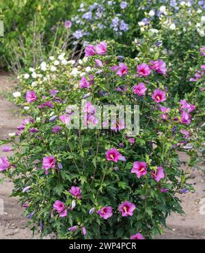 Guimauve des jardins (Hibiscus syriacus 'Silke'), Anchers Havecenter, Ellerhoop-Thiensen, Schleswig-Holstein, Allemagne Banque D'Images