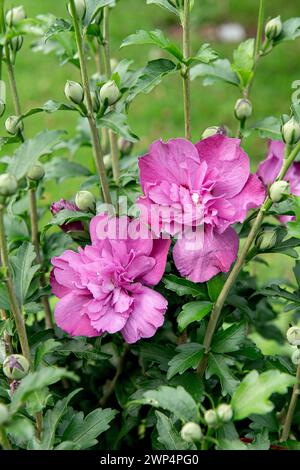 Guimauve des jardins (Hibiscus syriacus PURPLE RUFFLES), Anchers Havecenter, Stuttgart, Bade-Wuertemberg, Allemagne Banque D'Images